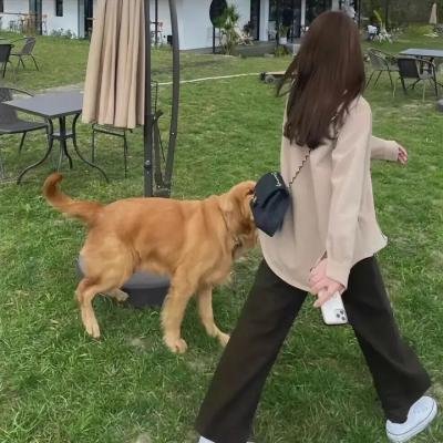 老虎的眼睛